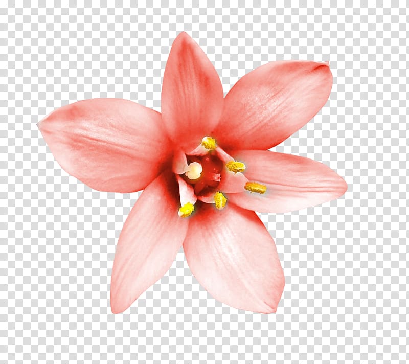 Flower Decorative arts, Creative floral design transparent background PNG clipart