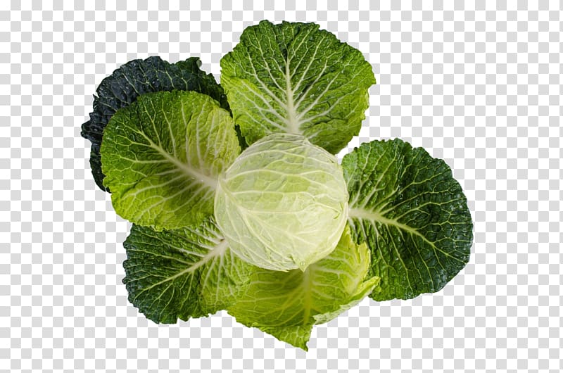Nutrient Vitamin A Fat Vitamin K, Chinese cabbage transparent background PNG clipart