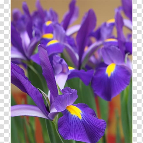 Northern blue flag Irises, squill transparent background PNG clipart