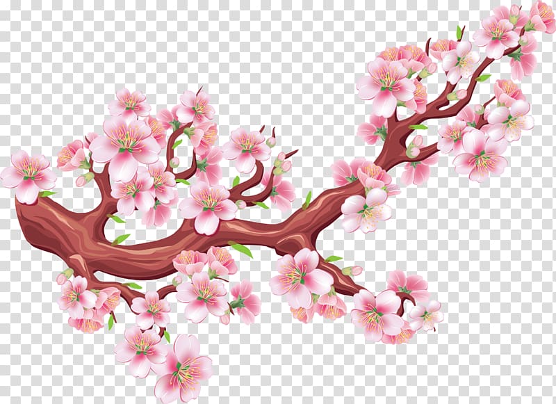 Cherry blossom Drawing Illustration, Hand-painted watercolor transparent background PNG clipart