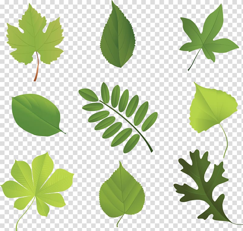 Leaf Encapsulated PostScript Tree, banana leaves transparent background PNG clipart