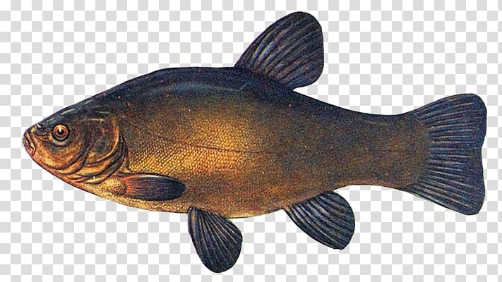 Actinopterygii Tench Lenok Fish Common carp, fish transparent background PNG clipart