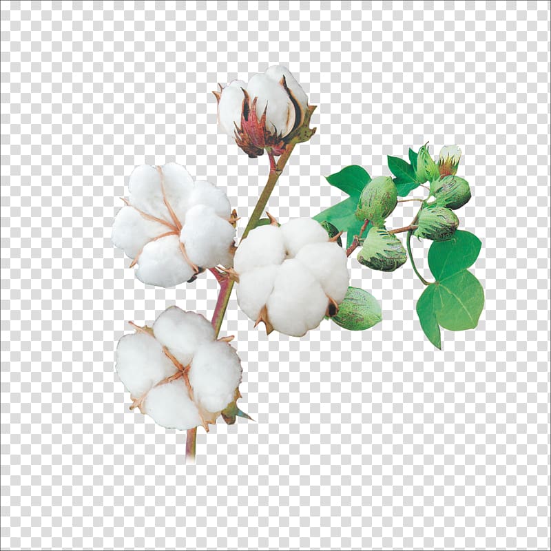 cotton transparent background PNG clipart