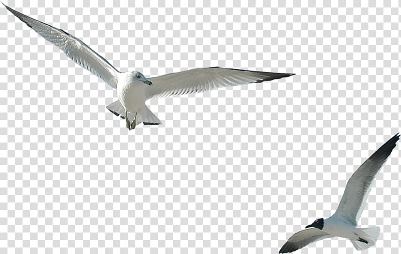 two white-and-black flying birds, Ivory gulls Internet , Gull transparent background PNG clipart
