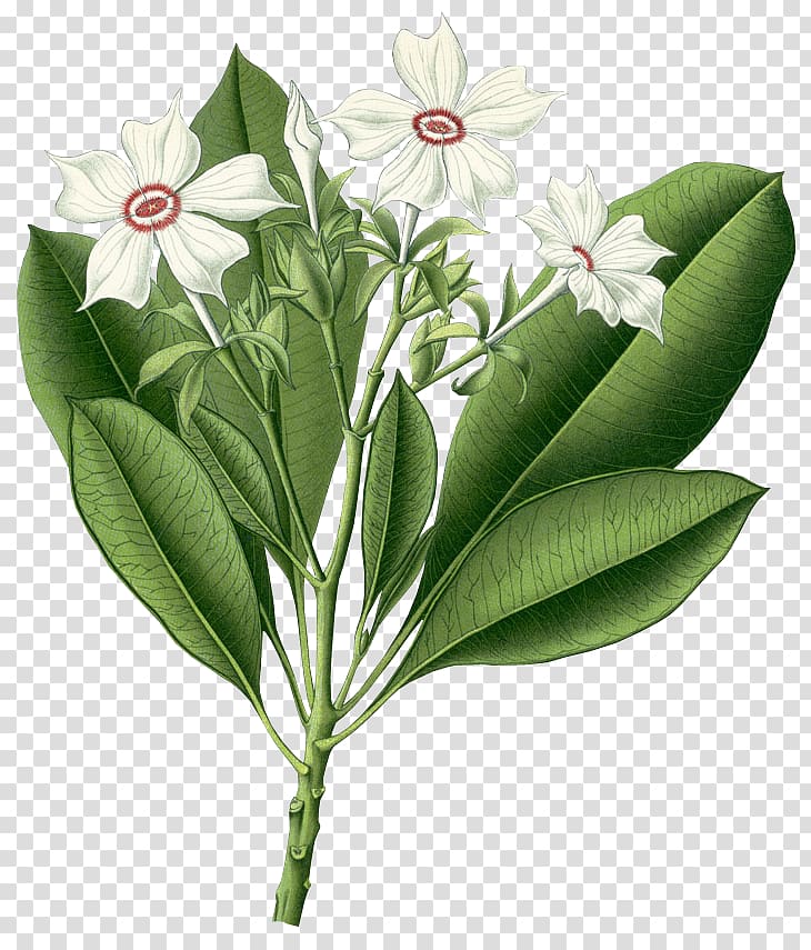 Köhler's Medicinal Plants Cerbera odollam Cerbera manghas Indian Medicinal Plants, tree transparent background PNG clipart