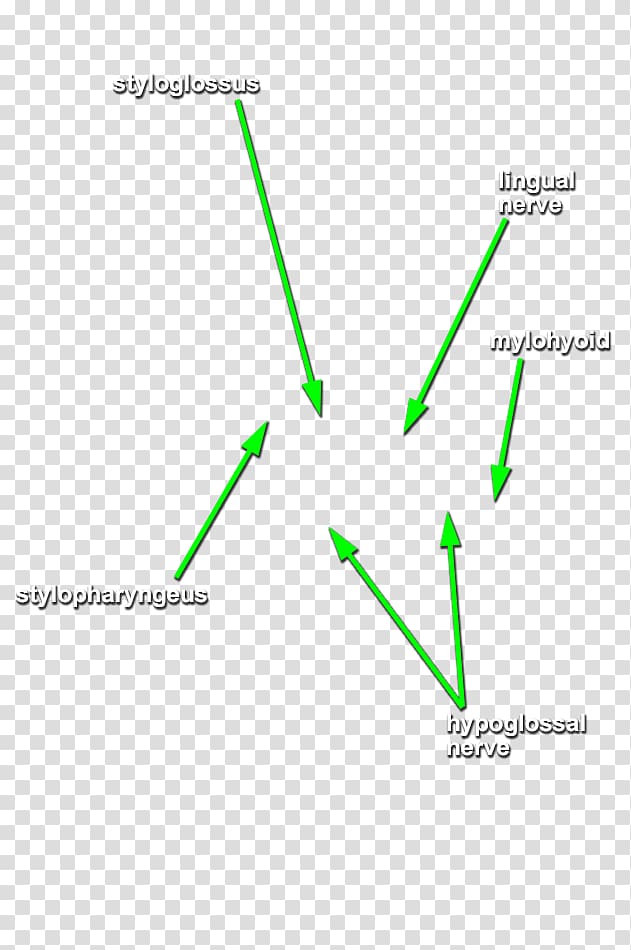 Cranial nerves Styloglossus Stylohyoid muscle Head and neck anatomy Stylopharyngeus muscle, Head and neck transparent background PNG clipart
