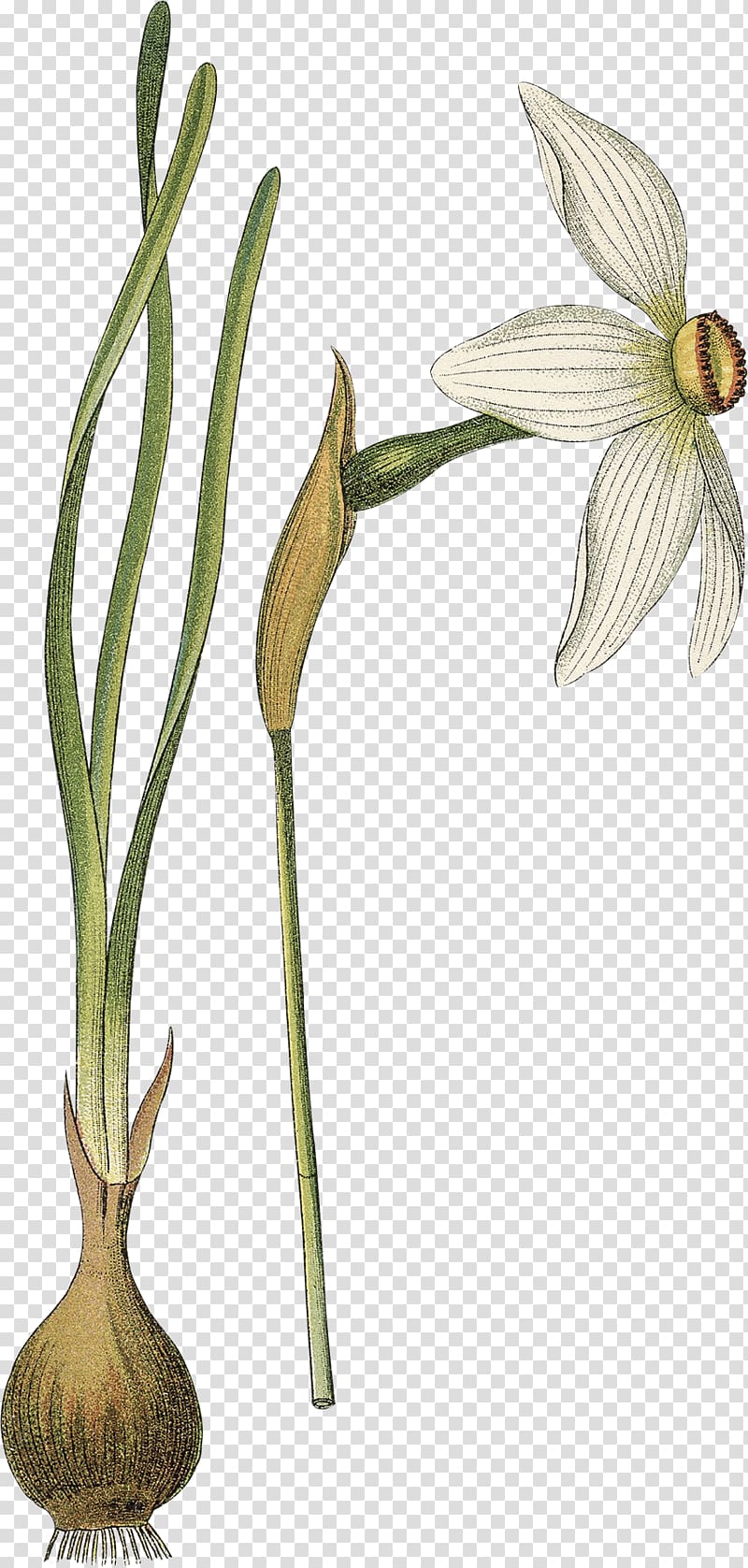 Poet\'s narcissus Flower Botany Botanical illustration Drawing, flower transparent background PNG clipart