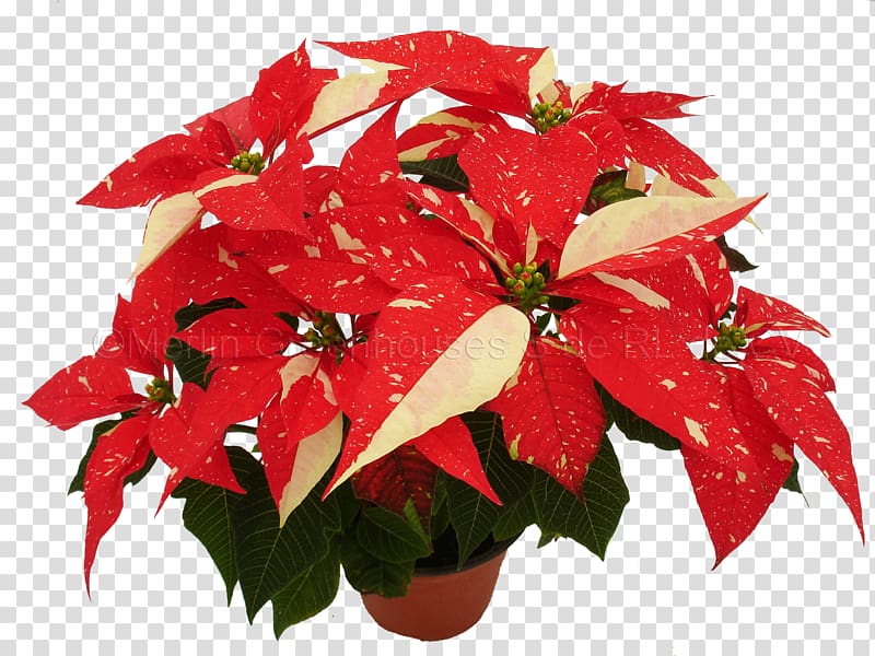 Poinsettia Red Spurges Flower Green, flower transparent background PNG clipart