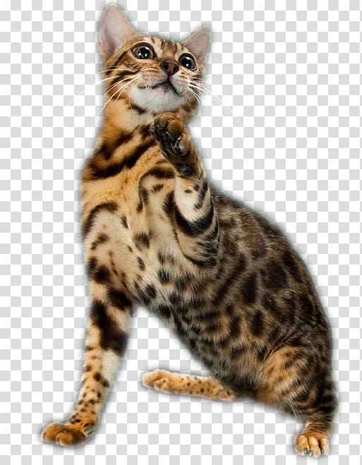 Bengal cat California Spangled Dragon Li Toyger American Wirehair, kitten transparent background PNG clipart