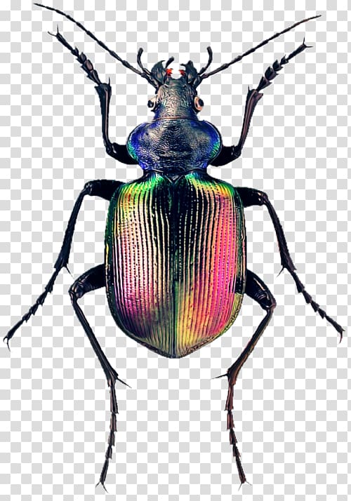 Weevil The Book of Beetles: A Life-Size Guide to Six Hundred of Nature\'s Gems Calosoma sycophanta Fiery searcher, beetle transparent background PNG clipart