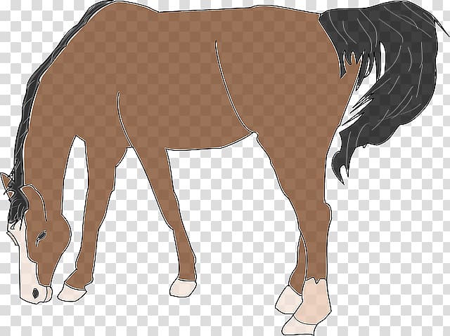 Belgian horse , others transparent background PNG clipart