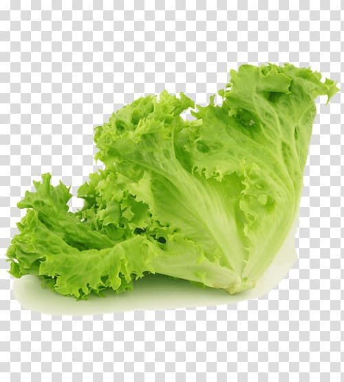 Red leaf lettuce Salad Vegetable, salad transparent background PNG clipart