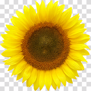 Yellow Sunflower Head Close Up transparent background PNG clipart thumbnail