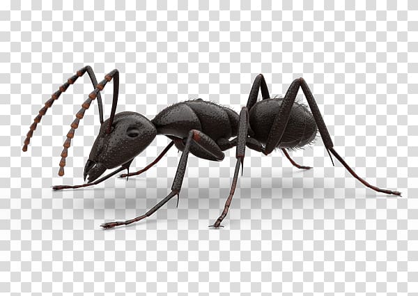 Ants transparent background PNG clipart