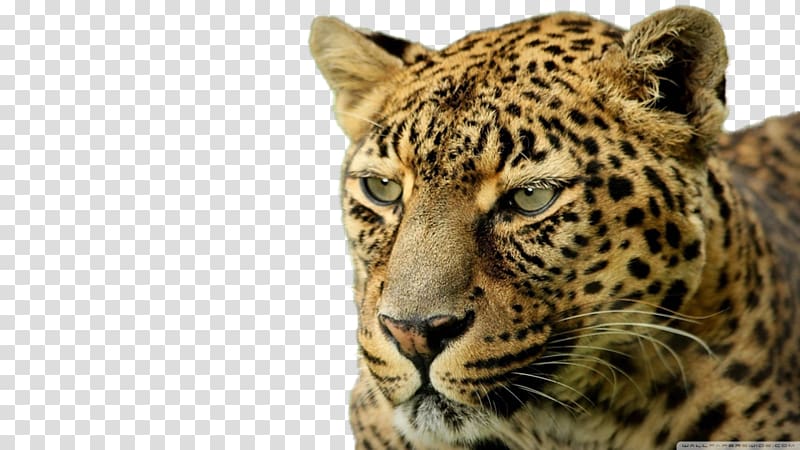 Leopard Desktop Felidae High-definition television 4K resolution, leopard transparent background PNG clipart