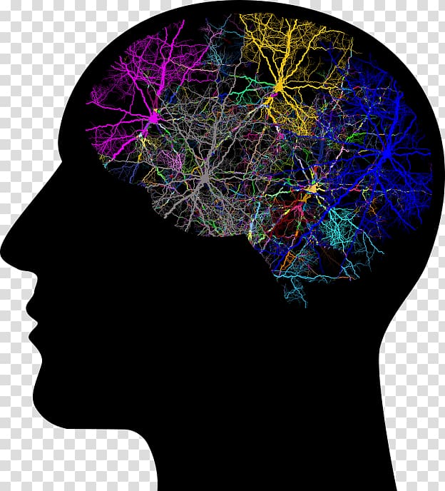 Human brain Human head Neuron, PSICHOLOGY transparent background PNG clipart