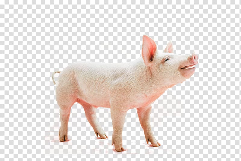 happy pig transparent background PNG clipart