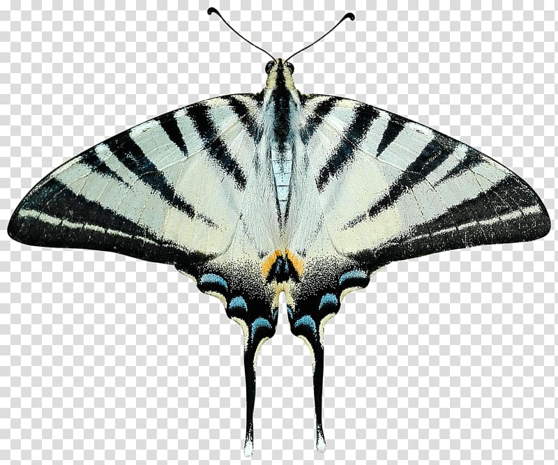 Eastern tiger swallowtail butterfly illustration, Butterfly Grey and Black transparent background PNG clipart