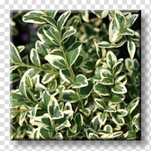 Buxus sempervirens Evergreen Shrub Plant Groundcover, plant transparent background PNG clipart