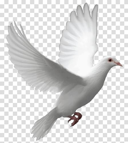 white pigeon, Flying Dove transparent background PNG clipart