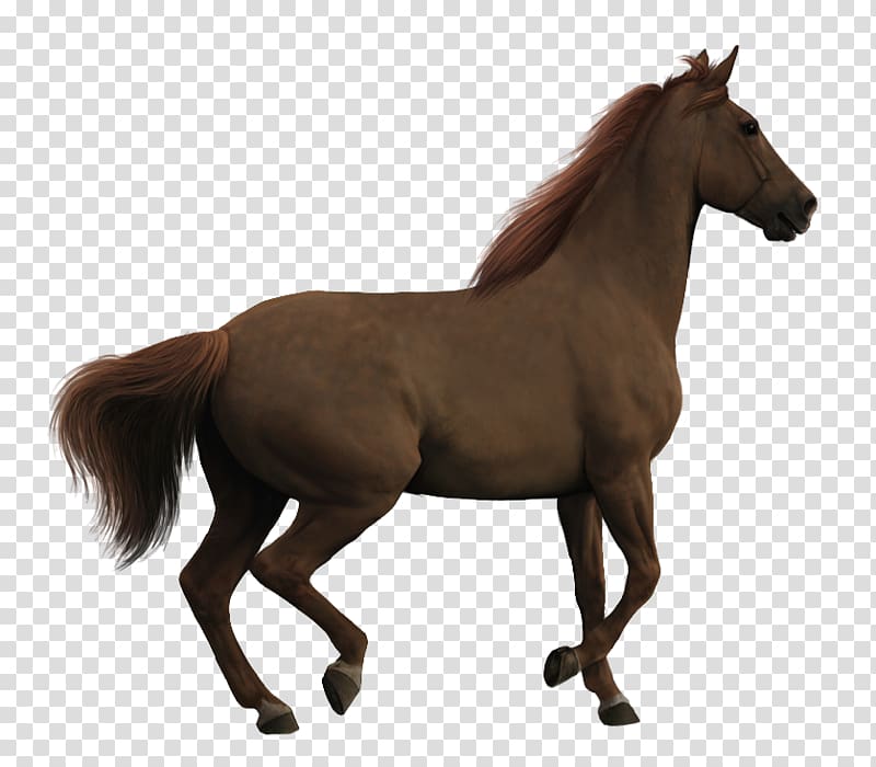 Clydesdale horse Pony Animal Warmblood , flock transparent background PNG clipart