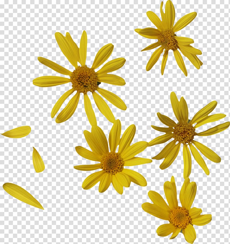 Oxeye daisy Petal Flower , others transparent background PNG clipart