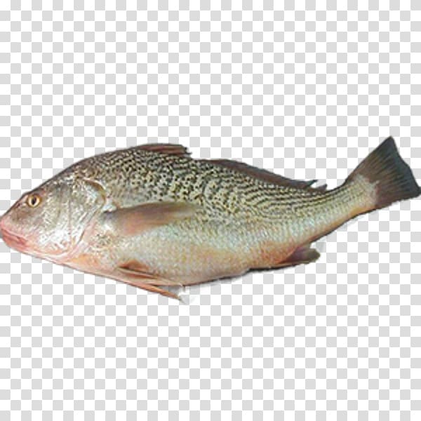 Tilapia Fish products Northern red snapper, fish transparent background PNG clipart