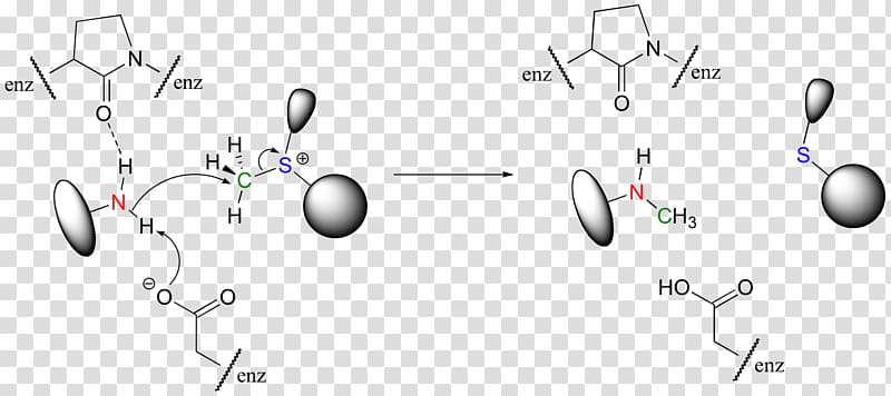Enzyme catalysis Active site Nucleophilic substitution, enzyme transparent background PNG clipart