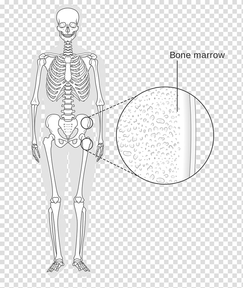 Wikimedia Commons Bone marrow Human skeleton, Skeleton transparent background PNG clipart