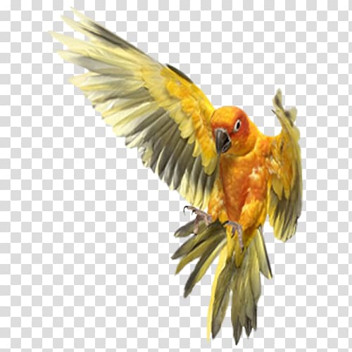 flying orange and green bird, Bird Cockatiel Dog Cockatoo Rope, parrot transparent background PNG clipart