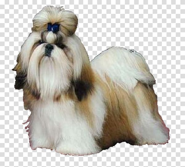 Shih Tzu Maltese dog Papillon dog Shih-poo Chihuahua, puppy transparent background PNG clipart