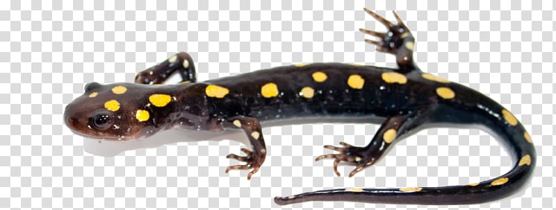 Frog Fire salamander , frog transparent background PNG clipart