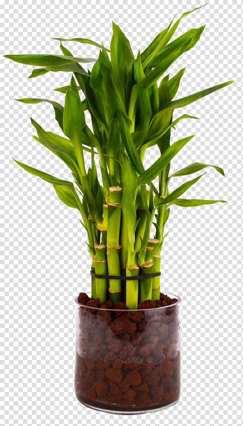 Tropical woody bamboos Lucky bamboo Houseplant Flowerpot, lucky bamboo transparent background PNG clipart