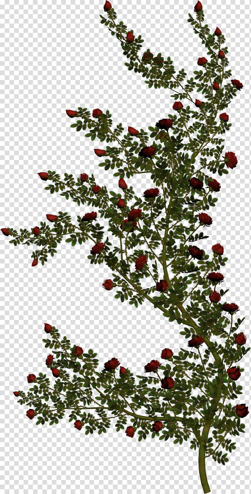 Rose Vine Green , rose transparent background PNG clipart