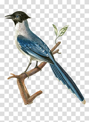 Blue Jay Bird On transparent background. ai generated 27145943 PNG