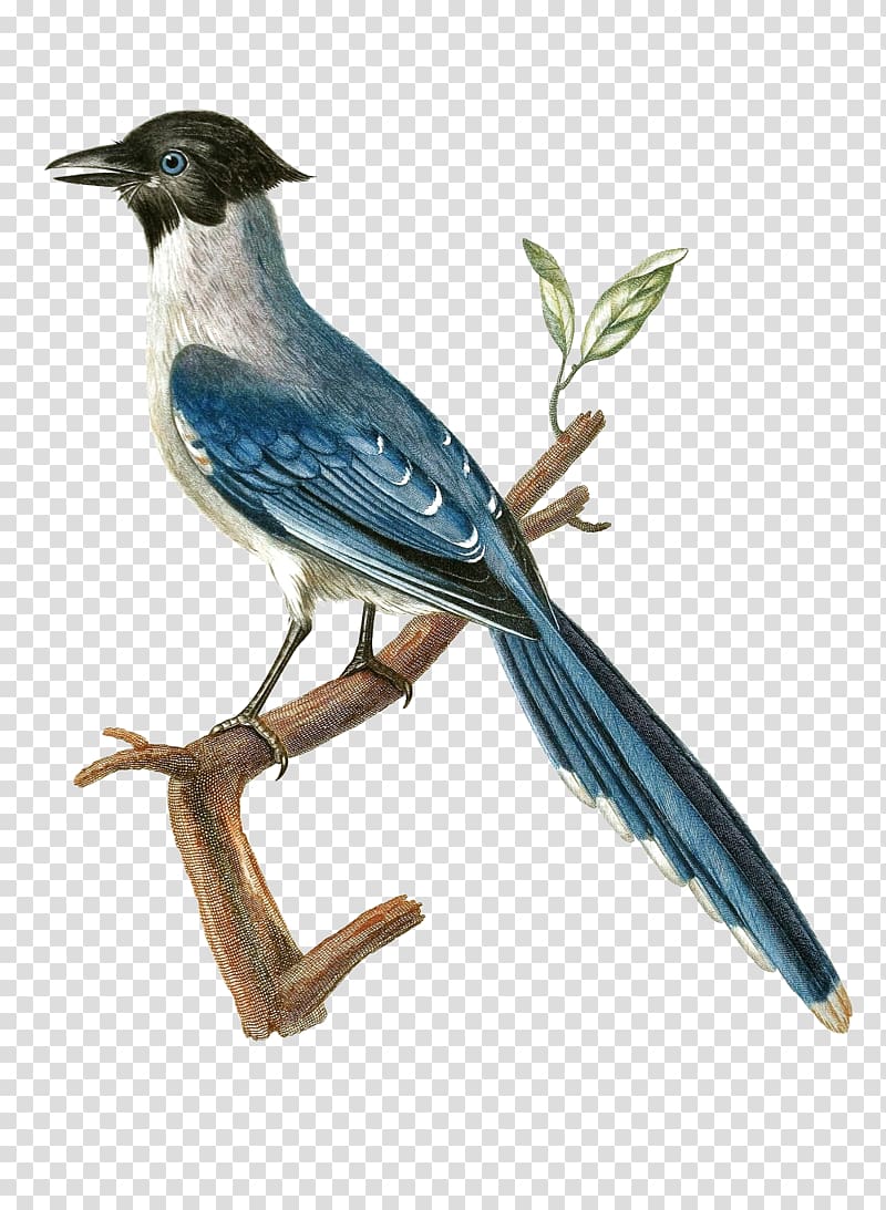 Blue jay United Nations Environment Programme Nairobi Natural environment Air pollution, campus environment transparent background PNG clipart