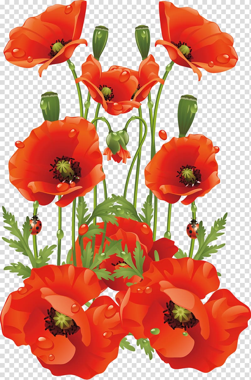 red poppy flowers art, Common poppy Flower California poppy, Hand-painted flowers background material transparent background PNG clipart