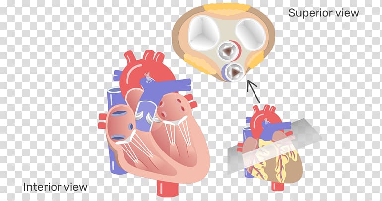 Aortic valve Heart valve disease Aorta, heart valve transparent background PNG clipart