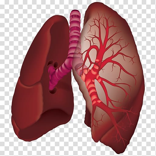 Organ Lung Animaatio Aorta Laboratories Pvt. Ltd., others transparent background PNG clipart