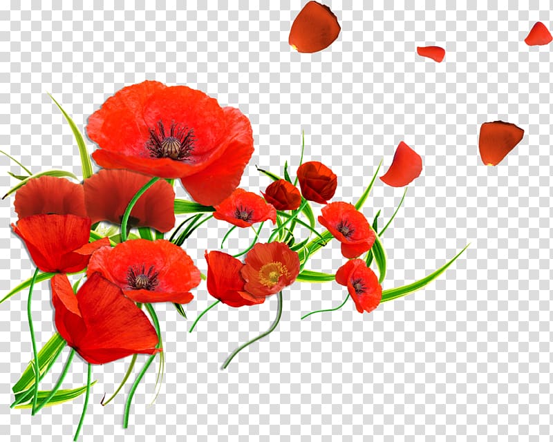 red poppy flowers, Common poppy Flower Remembrance poppy Petal, gerbera transparent background PNG clipart
