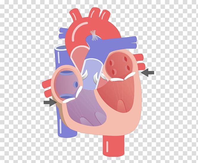 Heart valve Electrical conduction system of the heart Anatomy Circulatory system, heart transparent background PNG clipart