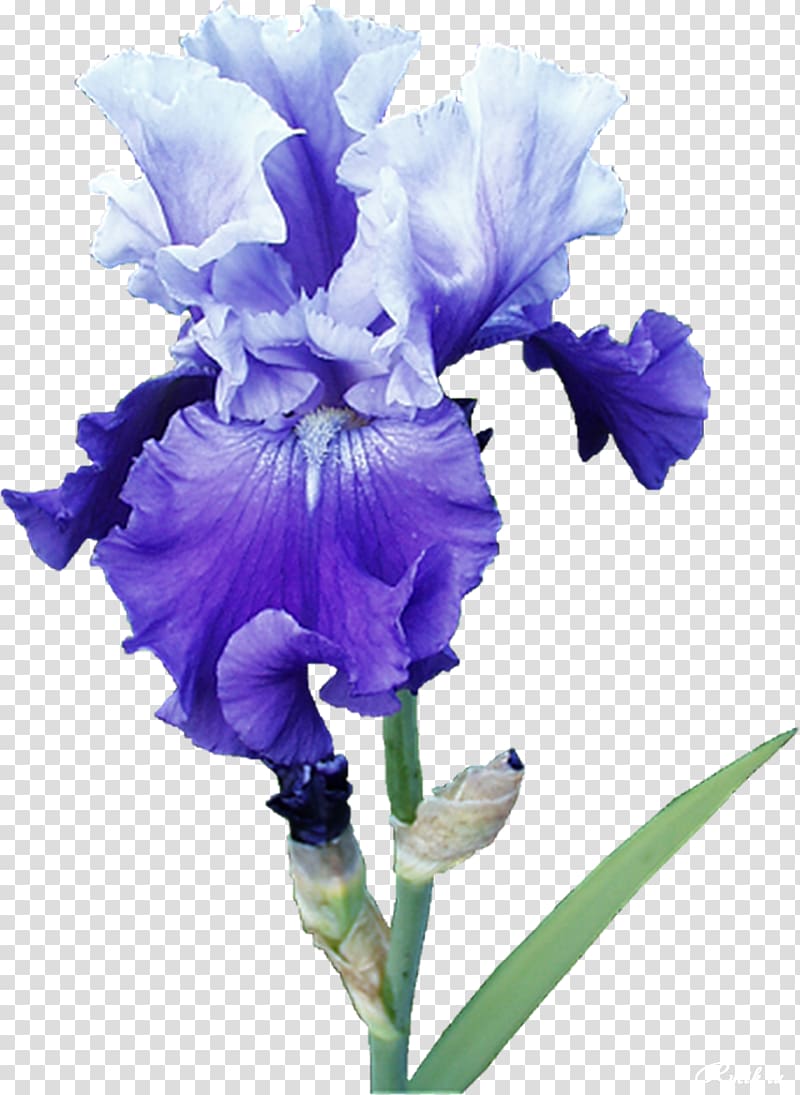 Irises Cut flowers Plant, Mint transparent background PNG clipart
