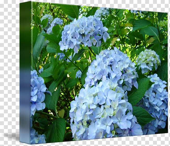 Hydrangea serrata Blue Shrub Lilac Plant, hydrangea transparent background PNG clipart