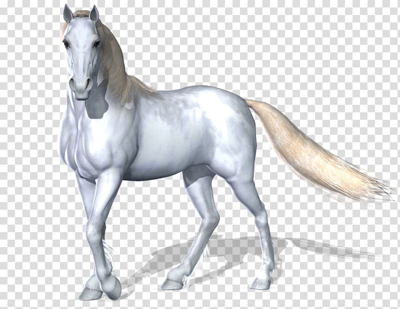 white horse illustration, White Horse, Horse transparent background PNG clipart