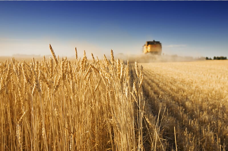 Genetically modified wheat Crop Agriculture Harvest, wheat transparent background PNG clipart
