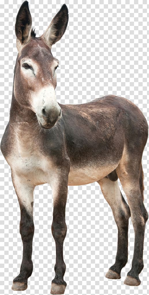 Donkey , donkey transparent background PNG clipart