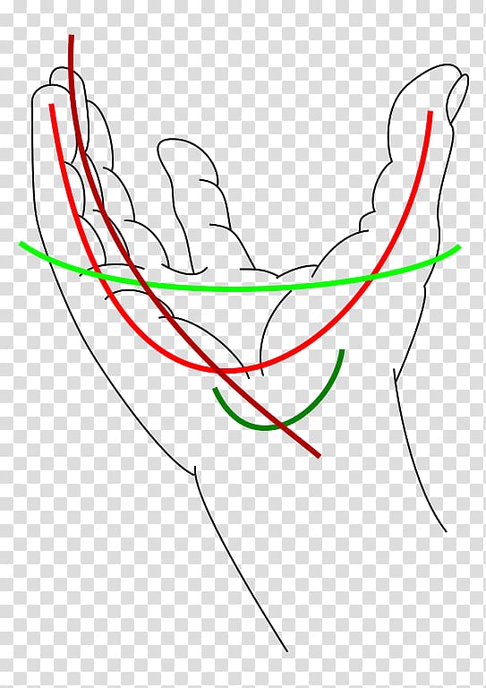 Carpal bones Dorsal carpal arch Tendon Wrist Hand, hand transparent background PNG clipart