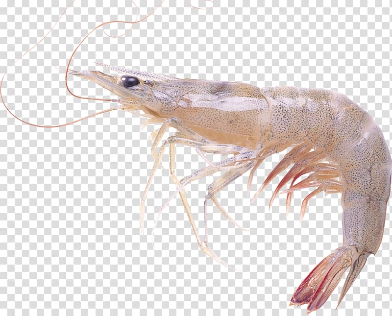 Shrimps transparent background PNG clipart