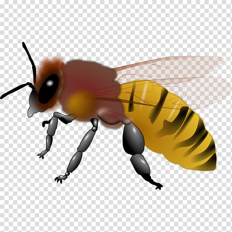 Honey bee Bumblebee , Honeybee transparent background PNG clipart