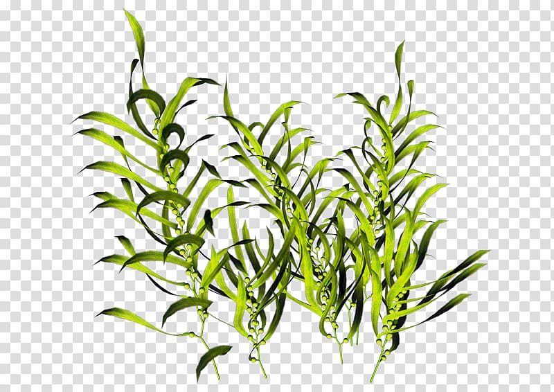 Drawing Marine Plants Seaweed Decoration PNG Images